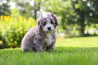 Ivy, a female Miniature Bernedoodle for sale in Fresno, OH – 1 of 6