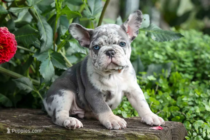 🐾 Magnes – French Bulldog puppy for sale in Fresno, OH
