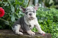 🐾 Magnes, a male French Bulldog for sale in Fresno, OH – 1 of 10