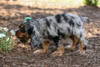 Letti 🐶💗, a female Cocker Spaniel for sale in Fresno, OH – 7 of 8