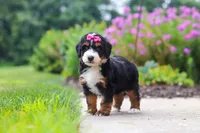 Buffy, a female Miniature Bernedoodle for sale in Fresno, OH – 2 of 6