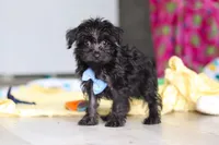 Ricky, a male Yorkipoo for sale in Fresno, OH – 3 of 6