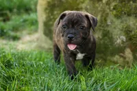 Melody 🎀, a female Staffordshire Bull Terrier for sale in Fresno, OH – 5 of 10
