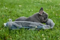 Kilo , a male French Bulldog for sale in Fresno, OH – 6 of 10