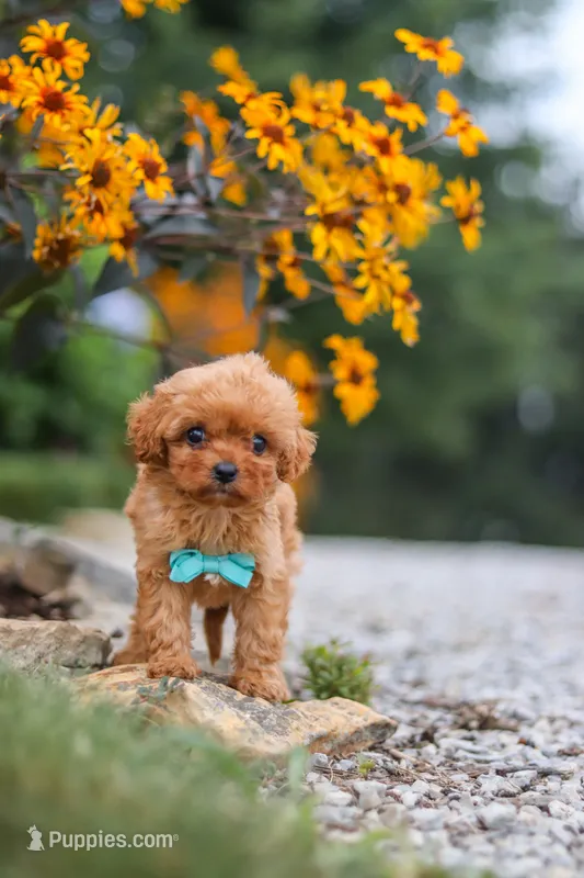 Luca – Cavapoo puppy for sale in Fresno, OH