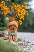 Luca, a male Cavapoo for sale in Fresno, OH – 1 of 9