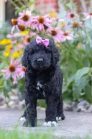 Mia, a female Newfypoo for sale in Fresno, OH – 5 of 7