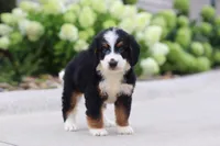 Diesel, a male Miniature Bernedoodle for sale in Fresno, OH – 4 of 5