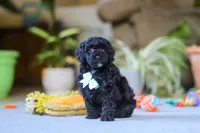 Blake, a male Poodle - Miniature  for sale in Fresno, OH – 4 of 9