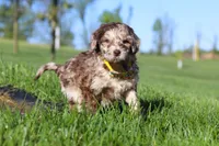 Roscoe, a male Newfypoo for sale in Fresno, OH – 3 of 8
