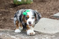 Jaxon 🐶💙, a male Cocker Spaniel for sale in Fresno, OH – 9 of 9