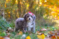 Spice, a female Miniature Bernedoodle for sale in Fresno, OH – 2 of 6