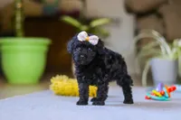 Sienna, a female Poodle - Miniature  for sale in Fresno, OH – 4 of 6