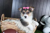 Razzle, a female Pembroke Welsh Corgi for sale in Fresno, OH – Photo 2 of 10