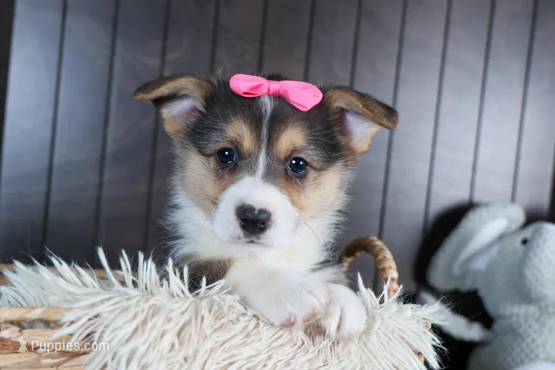Razzle – Pembroke Welsh Corgi puppy for sale in Fresno, OH