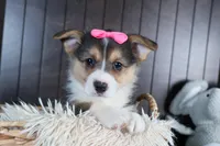 Razzle, a female Pembroke Welsh Corgi for sale in Fresno, OH – Photo 1 of 10