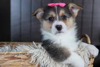 Razzle, a female Pembroke Welsh Corgi for sale in Fresno, OH – Photo 3 of 10