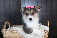 Razzle, a female Pembroke Welsh Corgi for sale in Fresno, OH – Photo 10 of 10