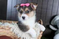 Razzle, a female Pembroke Welsh Corgi for sale in Fresno, OH – Photo 9 of 10