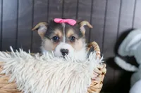 Razzle, a female Pembroke Welsh Corgi for sale in Fresno, OH – Photo 6 of 10