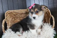 Razzle, a female Pembroke Welsh Corgi for sale in Fresno, OH – Photo 5 of 10