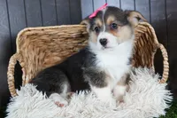 Razzle, a female Pembroke Welsh Corgi for sale in Fresno, OH – Photo 8 of 10