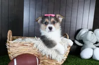 Razzle, a female Pembroke Welsh Corgi for sale in Fresno, OH – Photo 7 of 10