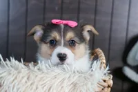 Razzle, a female Pembroke Welsh Corgi for sale in Fresno, OH – Photo 4 of 10