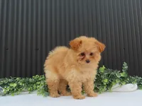 Rusty 🐾, a male Pomeranian for sale in Fresno, OH – 6 of 10
