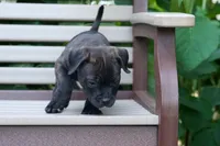 Moose 🐶, a male Staffordshire Bull Terrier for sale in Fresno, OH – 10 of 10