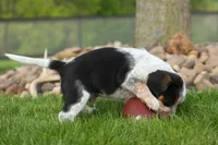 Cruz, a male Beagle for sale in Fresno, OH – 9 of 9