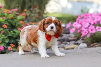 Logan, a male Cavalier King Charles Spaniel for sale in Fresno, OH – 5 of 7