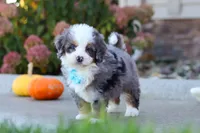 Coven, a male Miniature Bernedoodle for sale in Fresno, OH – 7 of 8