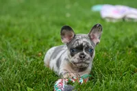 Knox 💙, a male French Bulldog for sale in Fresno, OH – 9 of 10