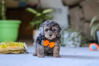 Carter, a male Poodle - Miniature  for sale in Fresno, OH – 3 of 6