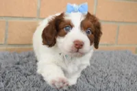 Prince, a male Doxiepoo for sale in Fresno, OH – 3 of 9