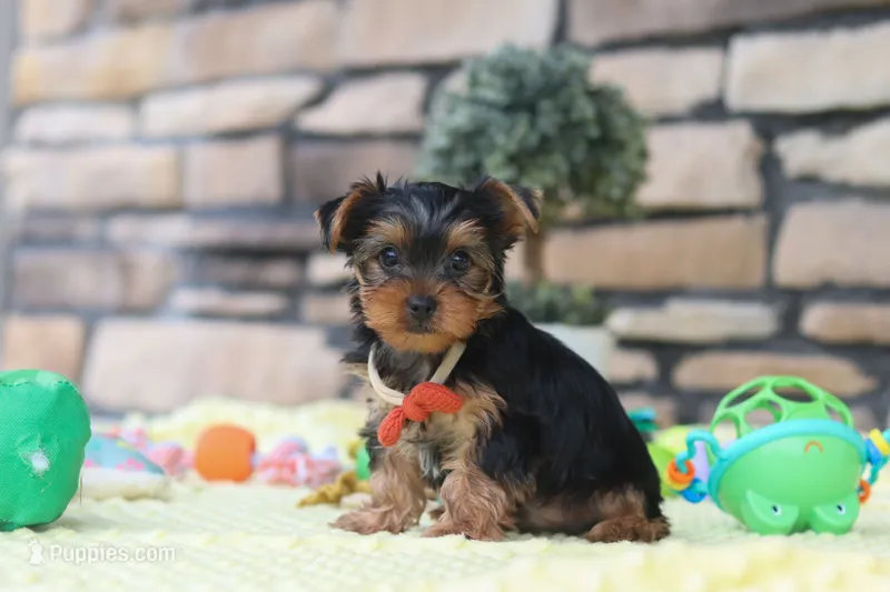 Buster – Yorkshire Terrier puppy for sale in Fresno, OH