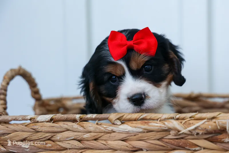 Winston 🐶 – Cavalier King Charles Spaniel puppy for sale in Fresno, OH