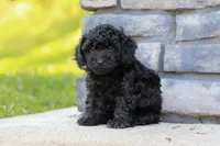 Luca, a male Poodle - Miniature  for sale in Fresno, OH – 6 of 7