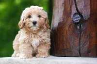 Ember 💛🐾, a female Havapoo for sale in Fresno, OH – 8 of 10