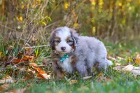 Shadow, a male Miniature Bernedoodle for sale in Fresno, OH – 5 of 7