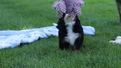 Baxter, a male Miniature Bernedoodle for sale in Fresno, OH – 5 of 5