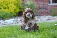 Trixie, a female Newfypoo for sale in Fresno, OH – 1 of 6