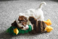Prince, a male Doxiepoo for sale in Fresno, OH – 7 of 9
