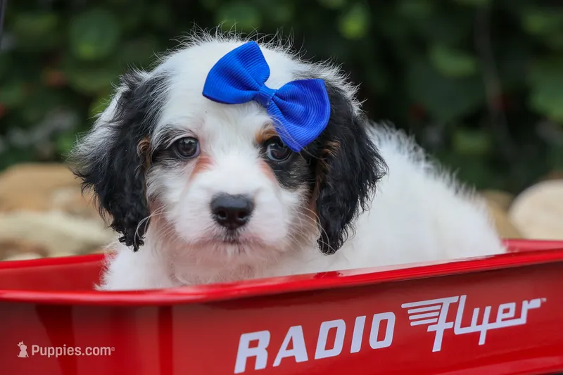 Parker – Cavapoo puppy for sale in Fresno, OH