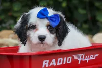 Parker, a male Cavapoo for sale in Fresno, OH – 1 of 10