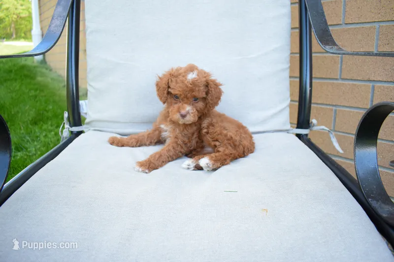 Dahlia 🐶 – Poodle - Miniature  puppy for sale in Fresno, OH