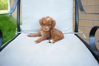 Dahlia 🐶, a female Poodle - Miniature  for sale in Fresno, OH – 5 of 9