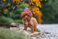 Brielle, a female Cavapoo for sale in Fresno, OH – 6 of 7