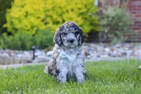 Ranger, a male Newfypoo for sale in Fresno, OH – 2 of 8
